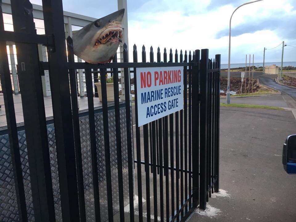 Volunteer rescue workers at Marine Rescue Shellharbour arrived to find the impaled shark's head.