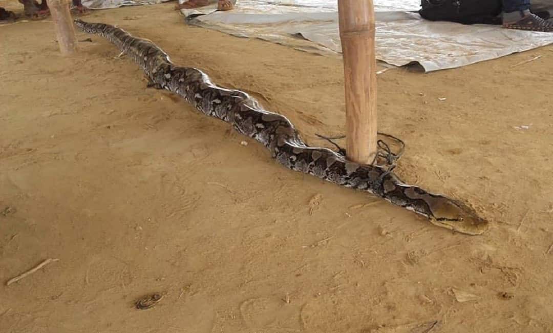 The python in Kutupalong refugee camp.