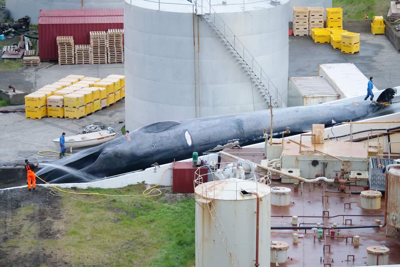 Whale killed in Iceland