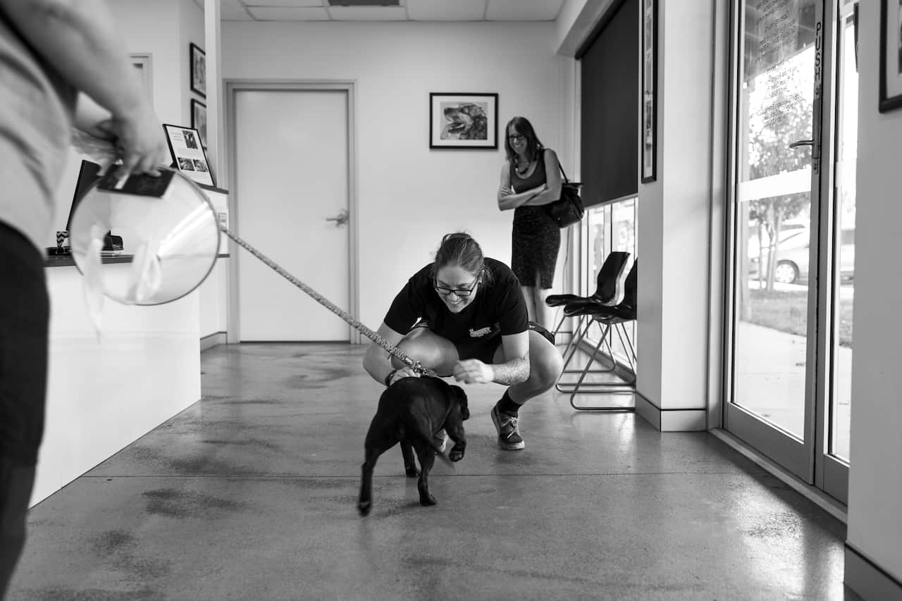 Daisie is returned to her owner, Daniella Cecere, after being de-sexed earlier in the day. 6 April, 2018.