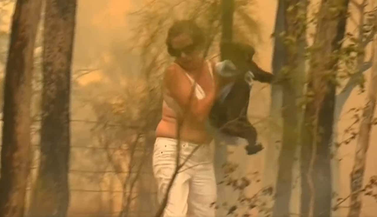 The koala is now in the Port Macquarie Koala Hospital.