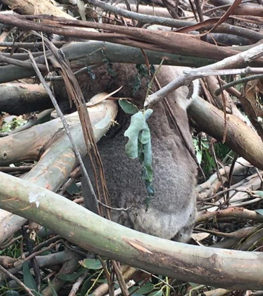 The aftermath of the logging at Cape Bridgewater.