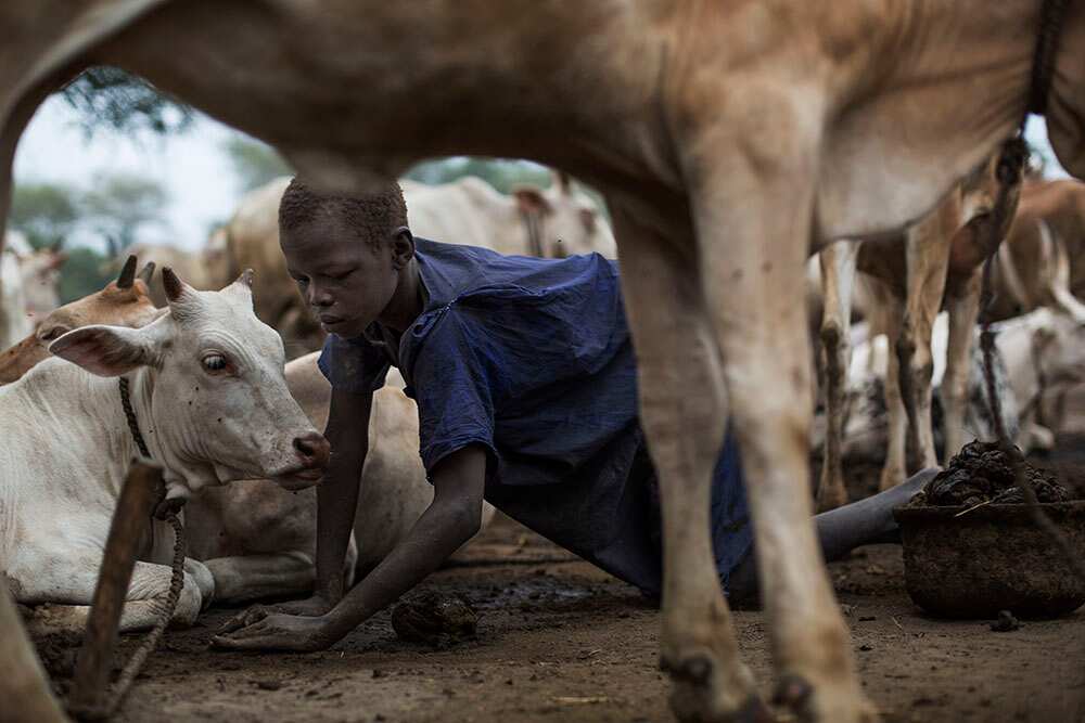 A child scoops up cow dung which is heated for warmth and to deter mosquitoes. (Matthew Abbott)