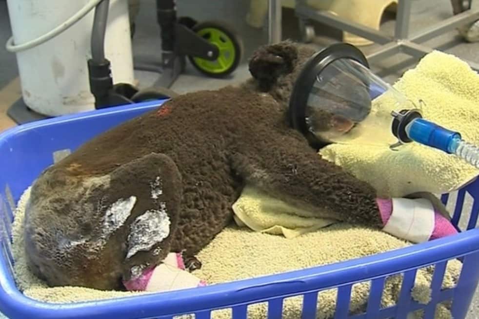 Paul the koala was admitted to Port Macquarie Koala Hospital with dehydration and burnt feet and hands.