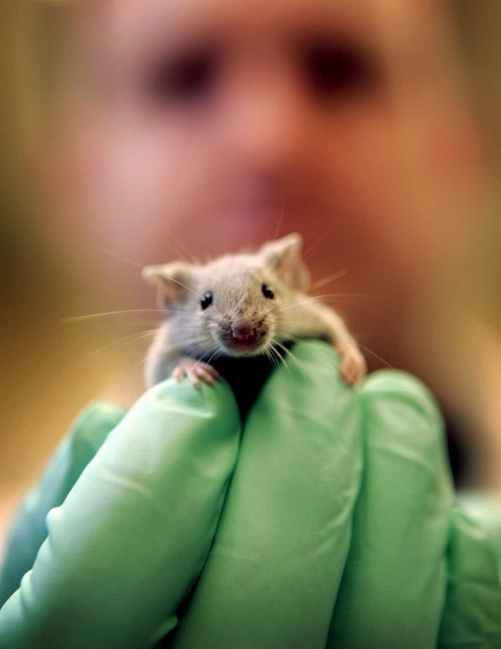 a lab mouse