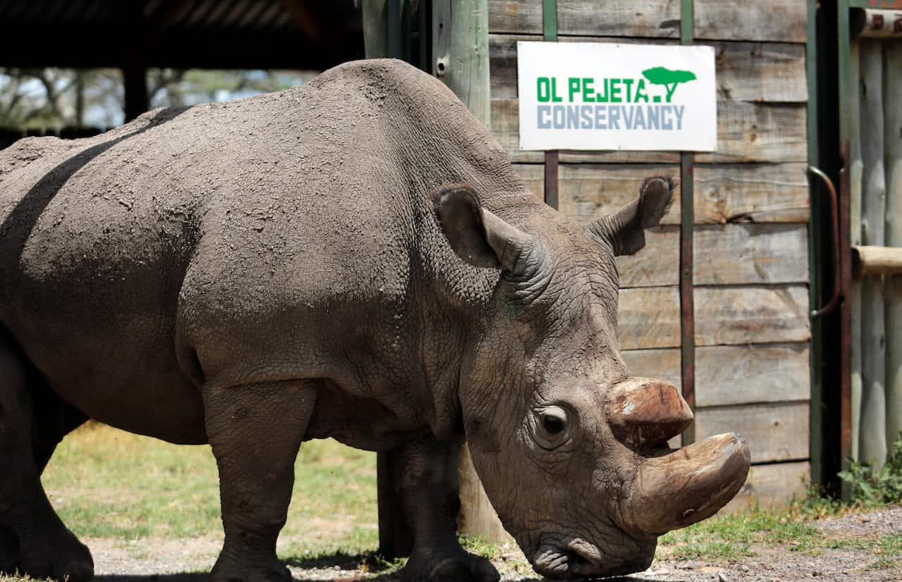 white rhino