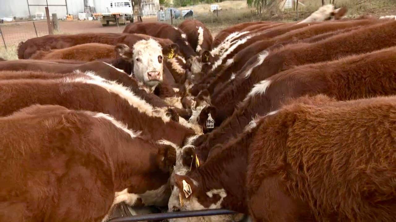 Cattle at Karren and Peter Weller's farm in Winton, NSW.
