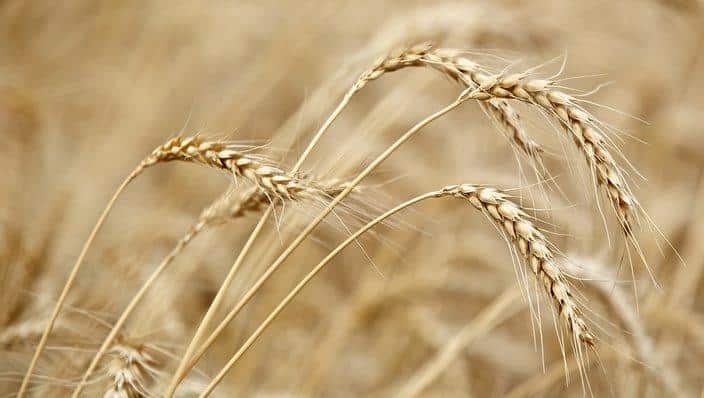 AAP/Graincorp