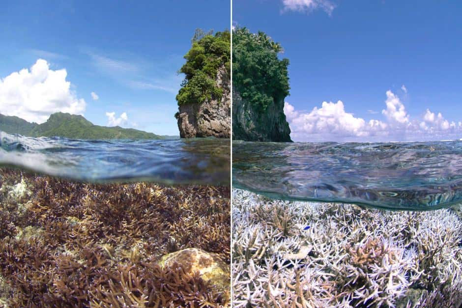A before and after image of coral bleaching in American Samoa, with the right image taken in December 2014 (XL Catlin)