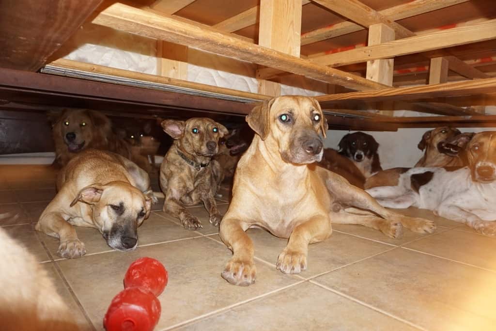 The dogs settled into Chella Phillips' home.