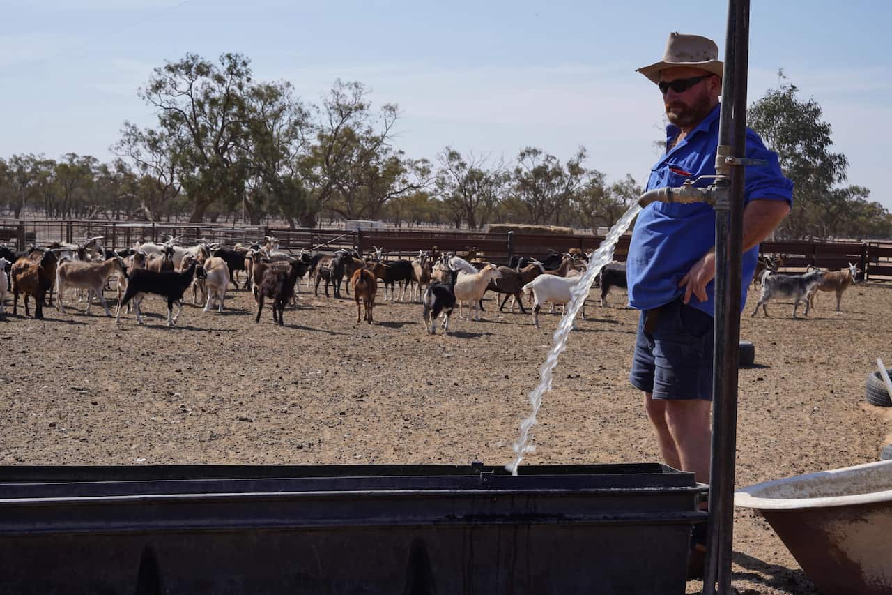 Mr Wayne used to run 3,000 meat sheep on his property, that number has reduced to 800 he also runs goats at Karoola.