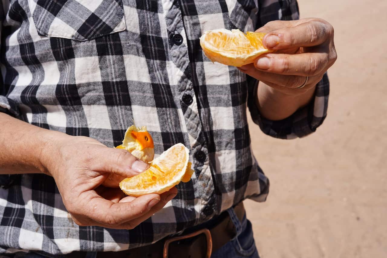 Ms Strachan grows citrus, stone fruit, wine grapes and table grapes.