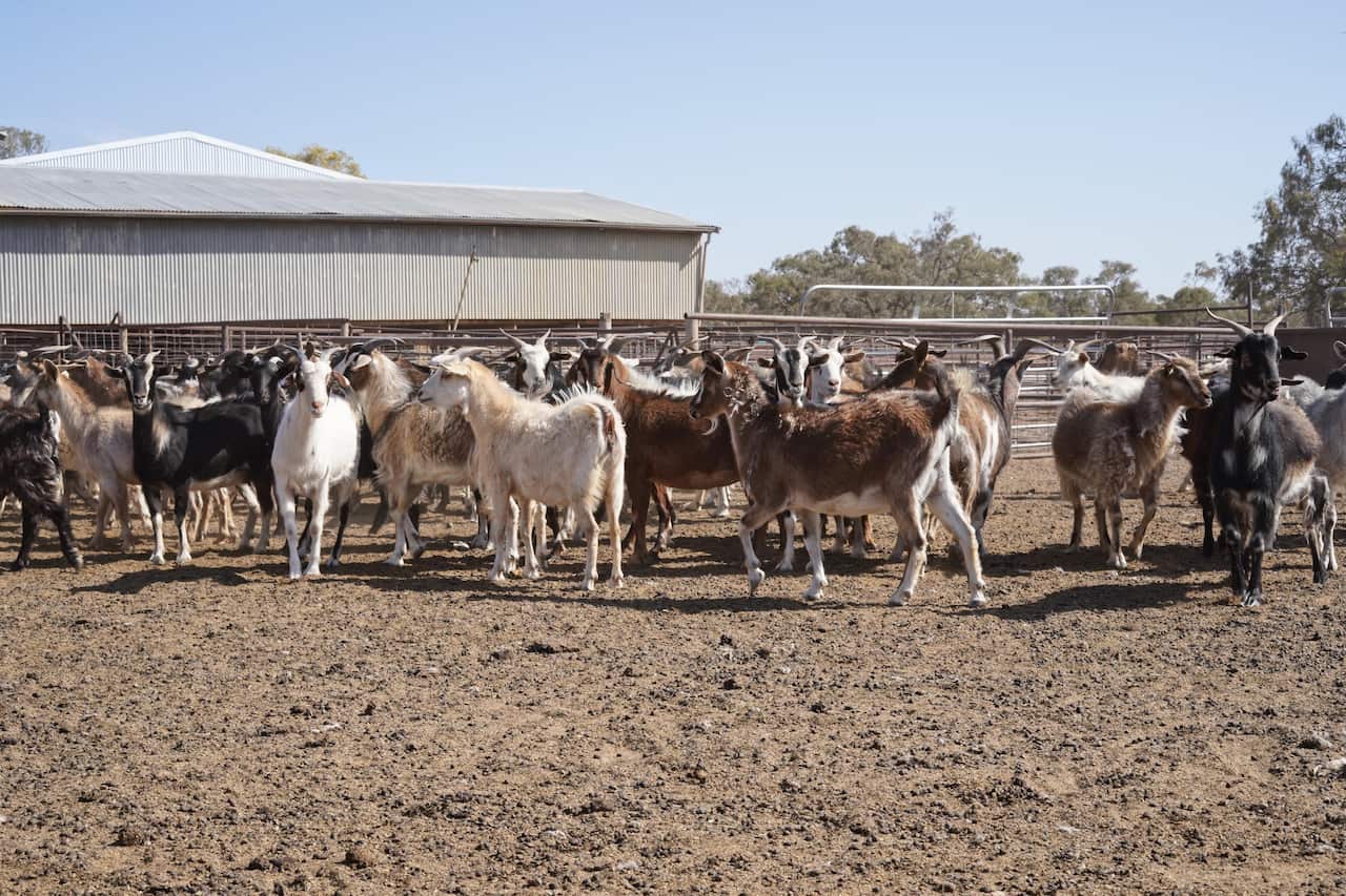 Mr Smith also runs goats on his property in outback NSW.