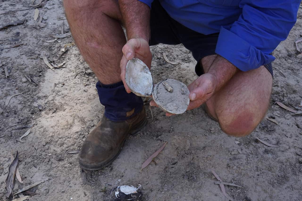 The local mud mussels have dried up and died but were once a natural filter in the Darling river.