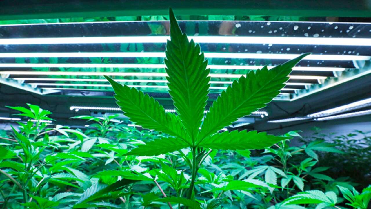 A marijuana leaf in the vegetative room at a cannabis cultivator.