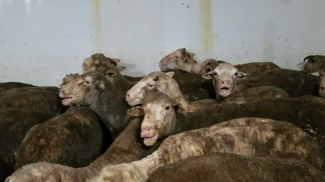 More than 1300 sheep allegedly died in two days during an intense heatwave in the Persian Gulf.