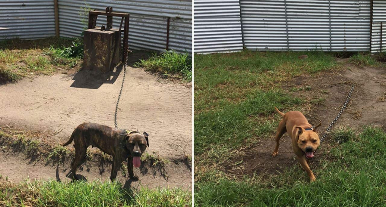 Two dogs were seized by the RSPCA from Jarred Trenear's Mount Cotton home. 