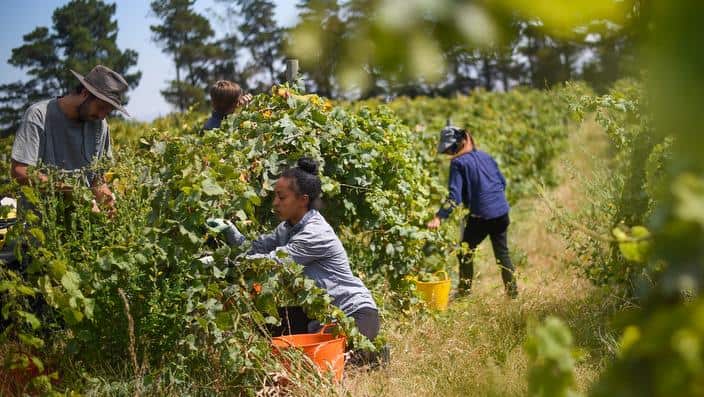 Regional workers pick fruit on a farm.