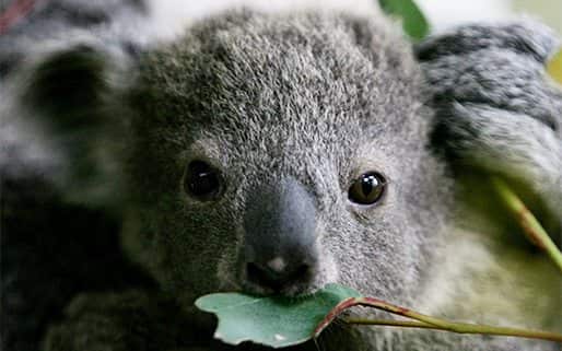 Baby Koala