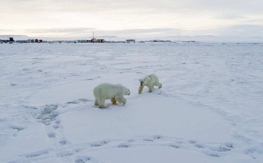 polar bears