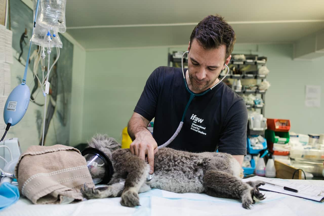 Veterinarian Checking a Koala.