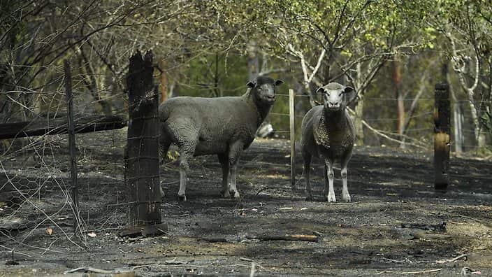 Sheep are seen on a fire-damaged property in Sarsfield, East Gippsland, Victoria. 