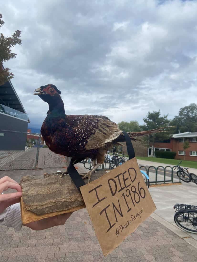 A Bird Aren't Real fan attends a rally with a taxidermy bird.