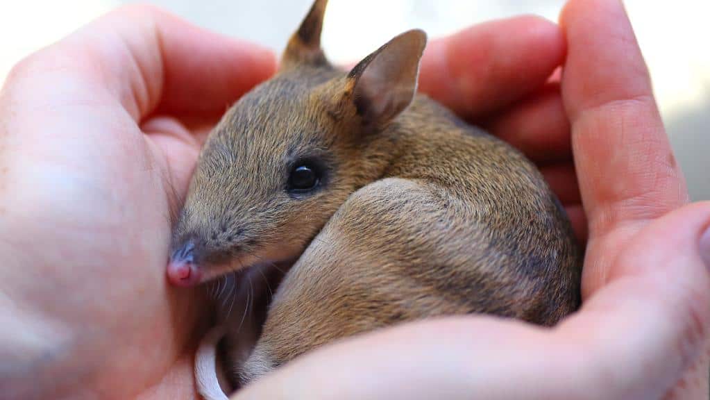 A baby eastern barred bandicoot