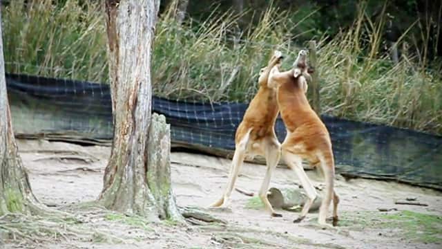 BoxingKangaroos_150114_SBS.jpg