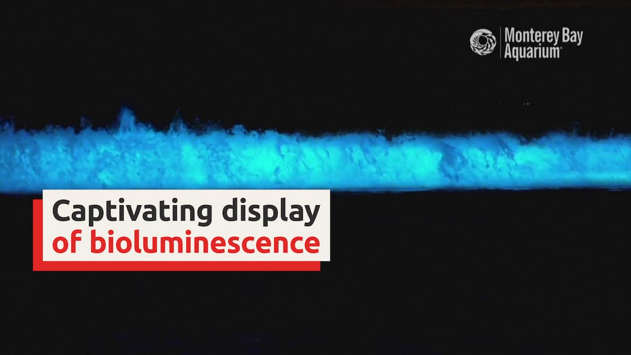Bioluminescent waters are seen off the coast of Monterey Bay