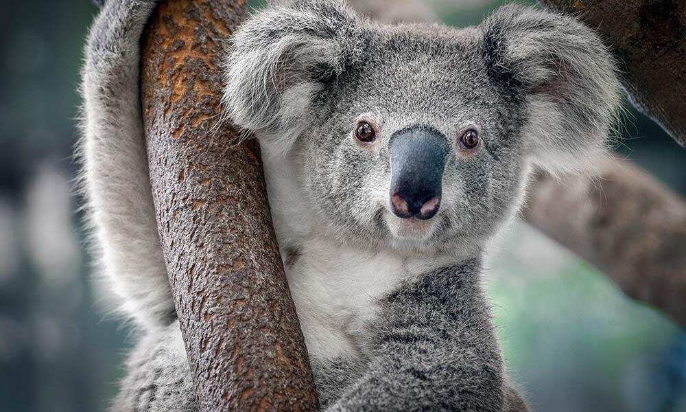 Koala habit is being under threat in NSW.