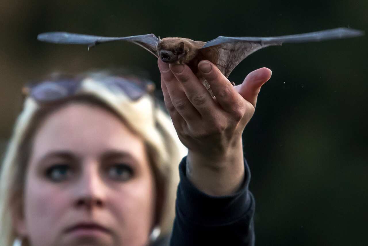 A bat in Prague