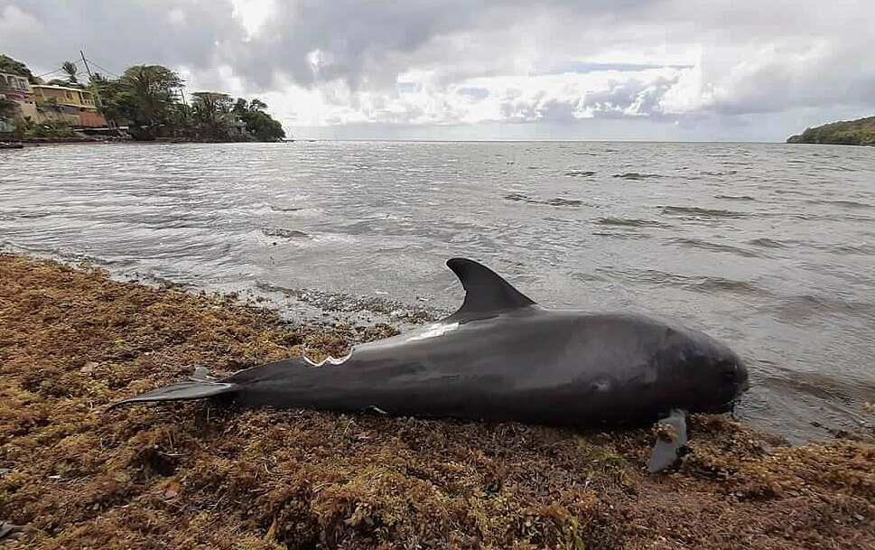 A dolphin washed up in Grand Sable, Mauritius (AAP)