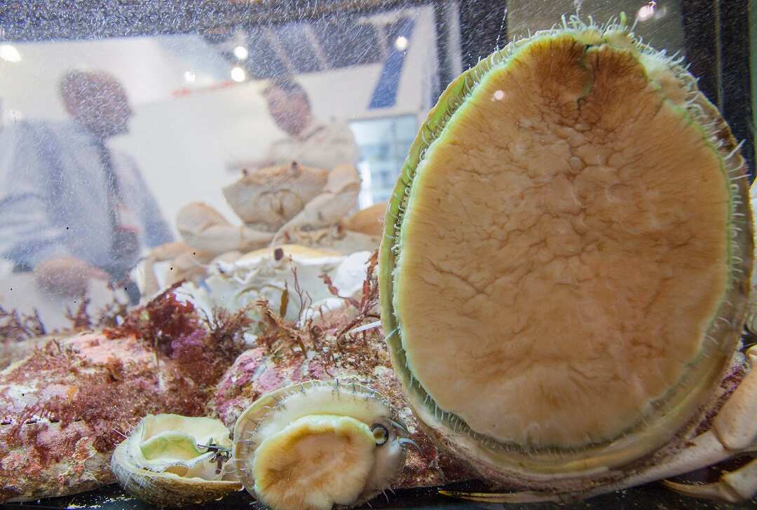 Australian wild-caught abalone on display at a Hong Kong seafood festival.