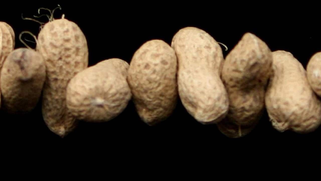 Allergies and anaphylaxis affected over four million Australians with reactions to food and insect bites the leading cause.