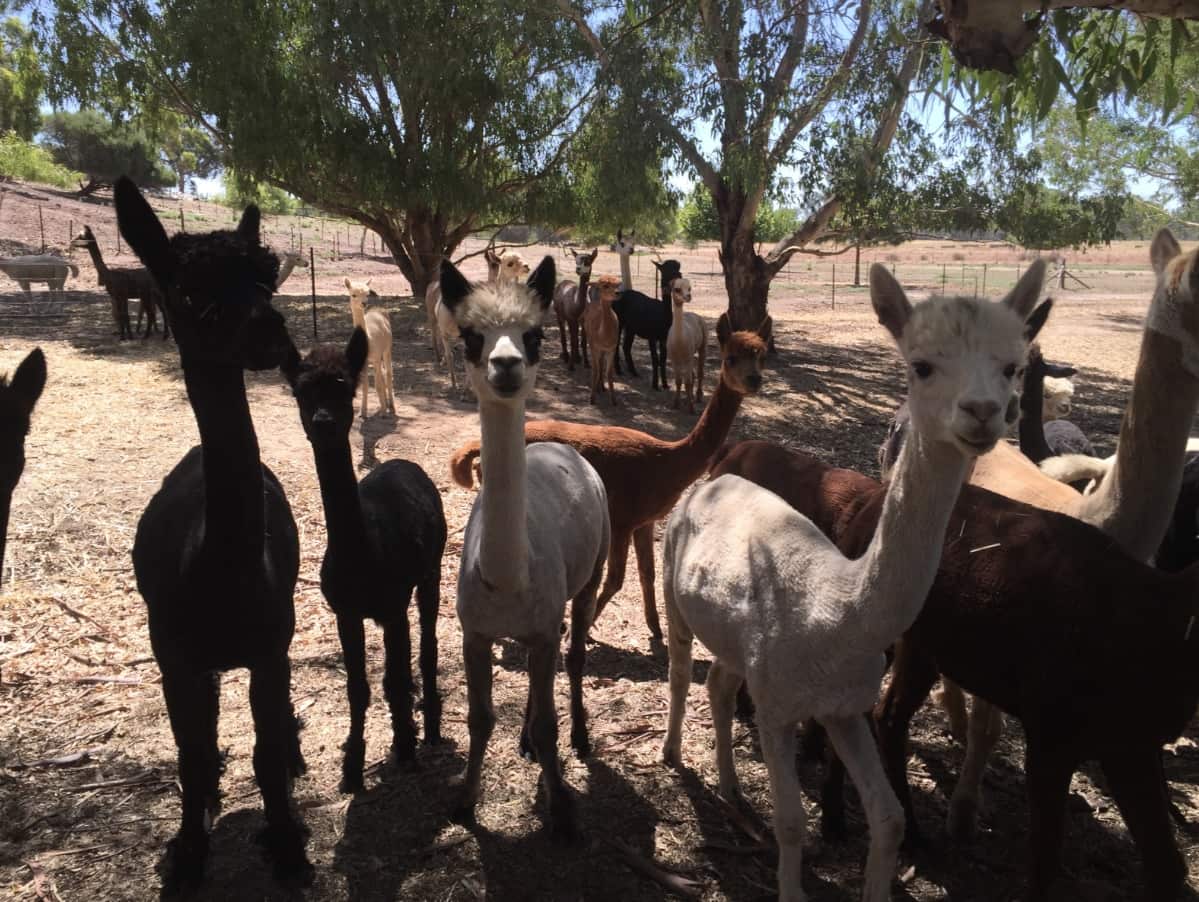 The Green Embassy “production line” - a herd of alpacas raised organically. (SBS)