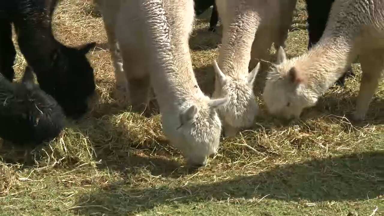 The Alpacas of the New South Wales south coast.