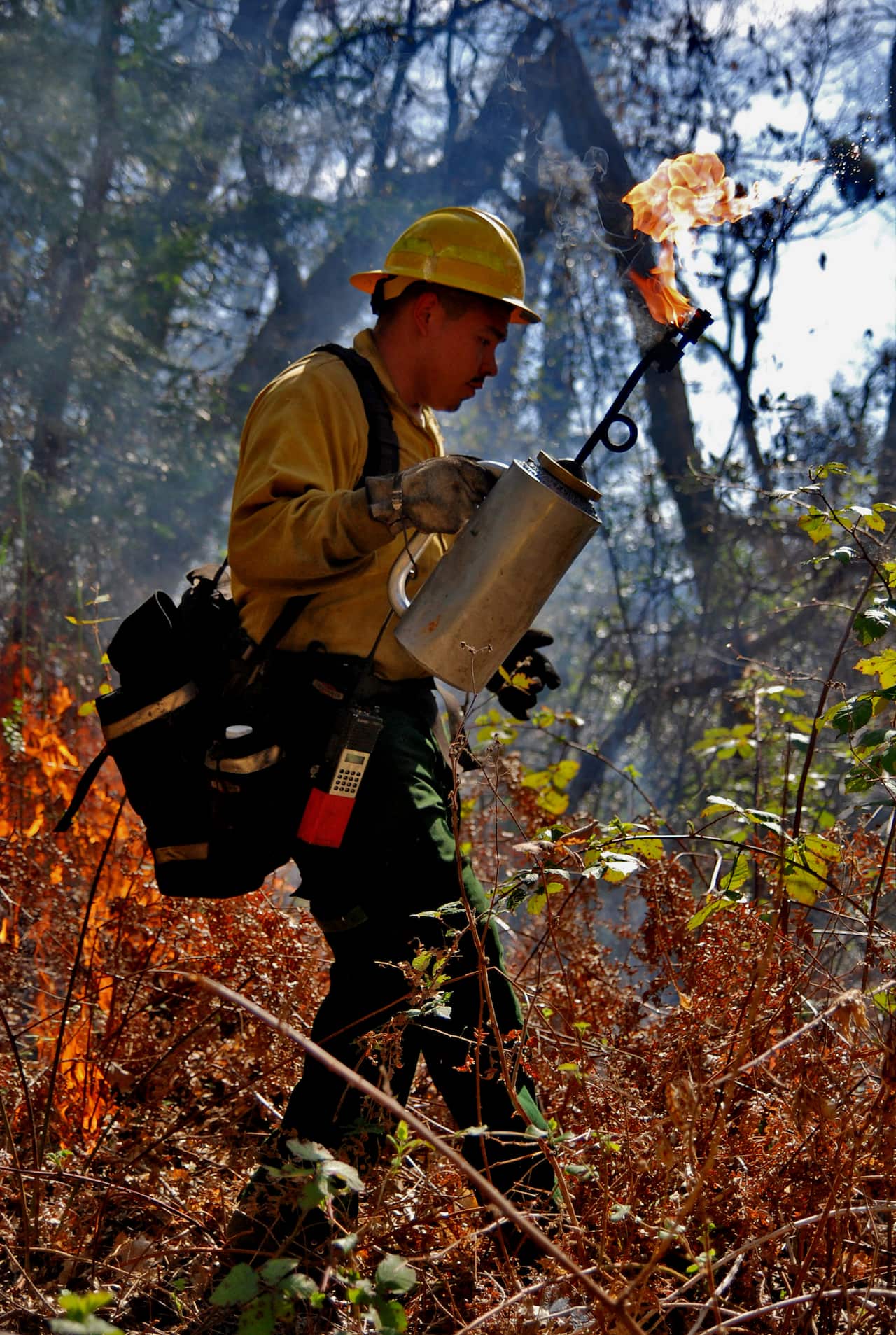The Yurok Tribe cultural burning.