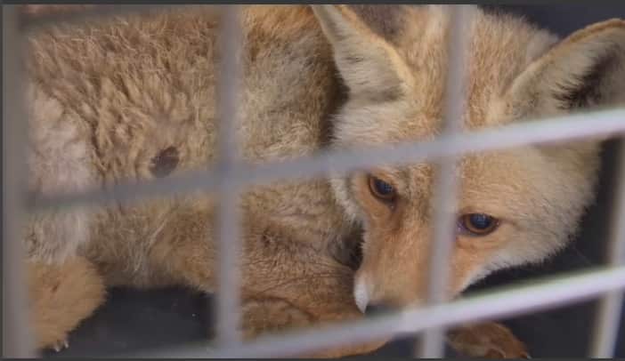 A fox being evacuated from the Rafah Zoo in the Gaza Strip.