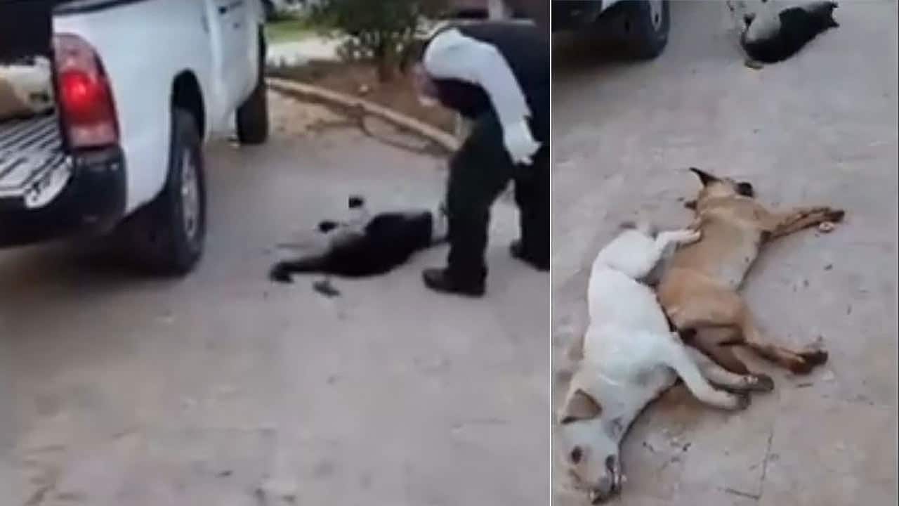 A video posted by welfare organisation Animals Lebanon shows how council workers dispose of stray dogs in a move the organistaion has labelled as "shocking".