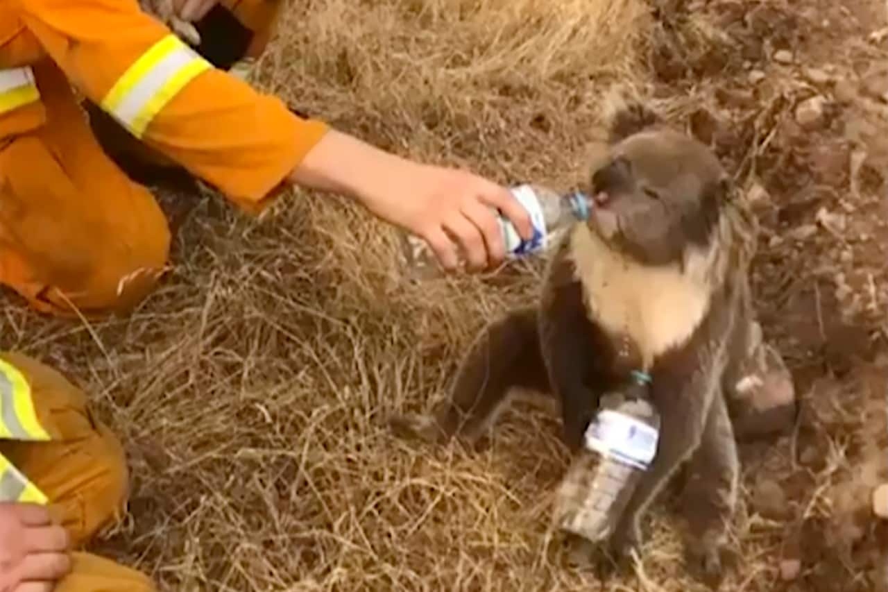 A CFS volunteer gives a koala a drink of water from a bottle, as firefighters battle the Cudlee Creek, South Australia, bushfire.