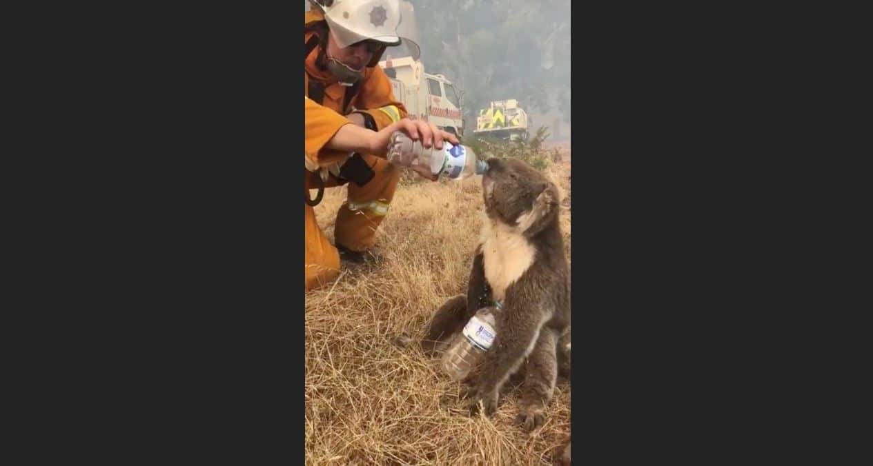 A koala drinks water offered from a bottle by a firefighter during bushfires in Cudlee Creek.