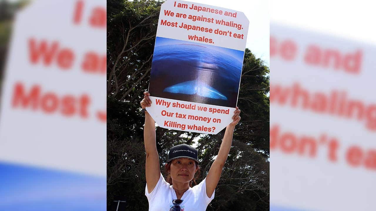 A Japanese protester outside the Costao do Santinho Resort hotel, where the sixty-seventh plenary meeting of the International Whaling Commission is held.