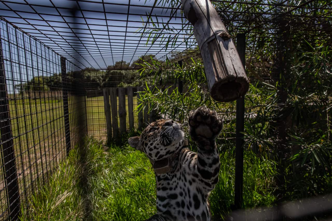  A jaguar named Isis in a pre-release pen at Iberá National Park, in Argentina’s province of Corrientes, March 6, 2020. 