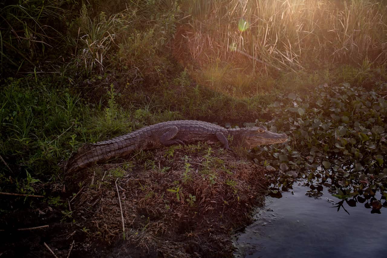 A caiman stretches across a muddy bank at Iberá National Park, in Argentina’s province of Corrientes, March 5, 2020.