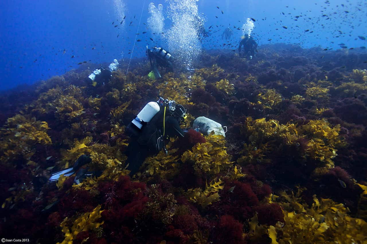 University of Western Australia researchers at the Great Southern Reef at the Abrolhos Islands in Australia.