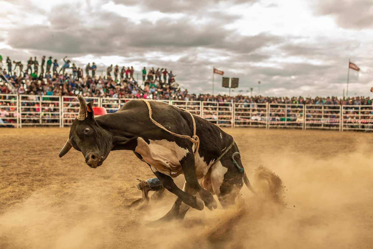 A bull dislodges its rider at the Deni Ute Muster festival in Deniliquin.
