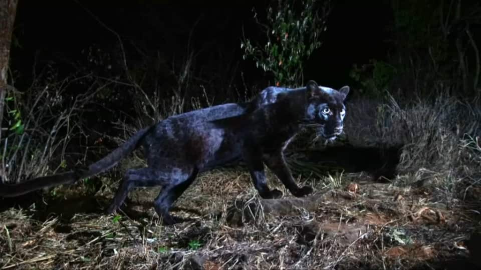 Pictures of a rare black leopard have been captured in Kenya, the first verifiable record of the animal for nearly a century.