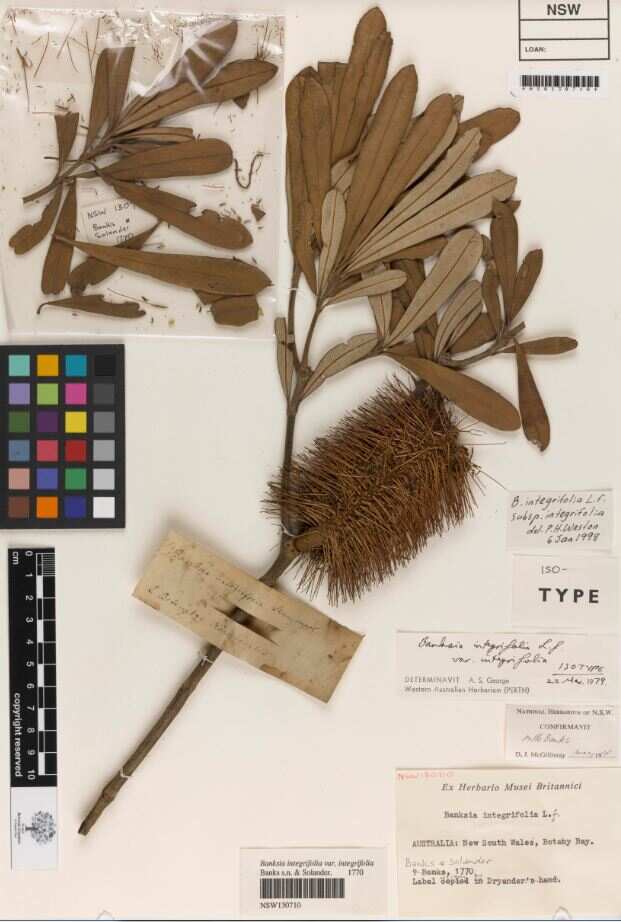 A specimen collected by botanist Joseph Banks, from Botany Bay in 1770.