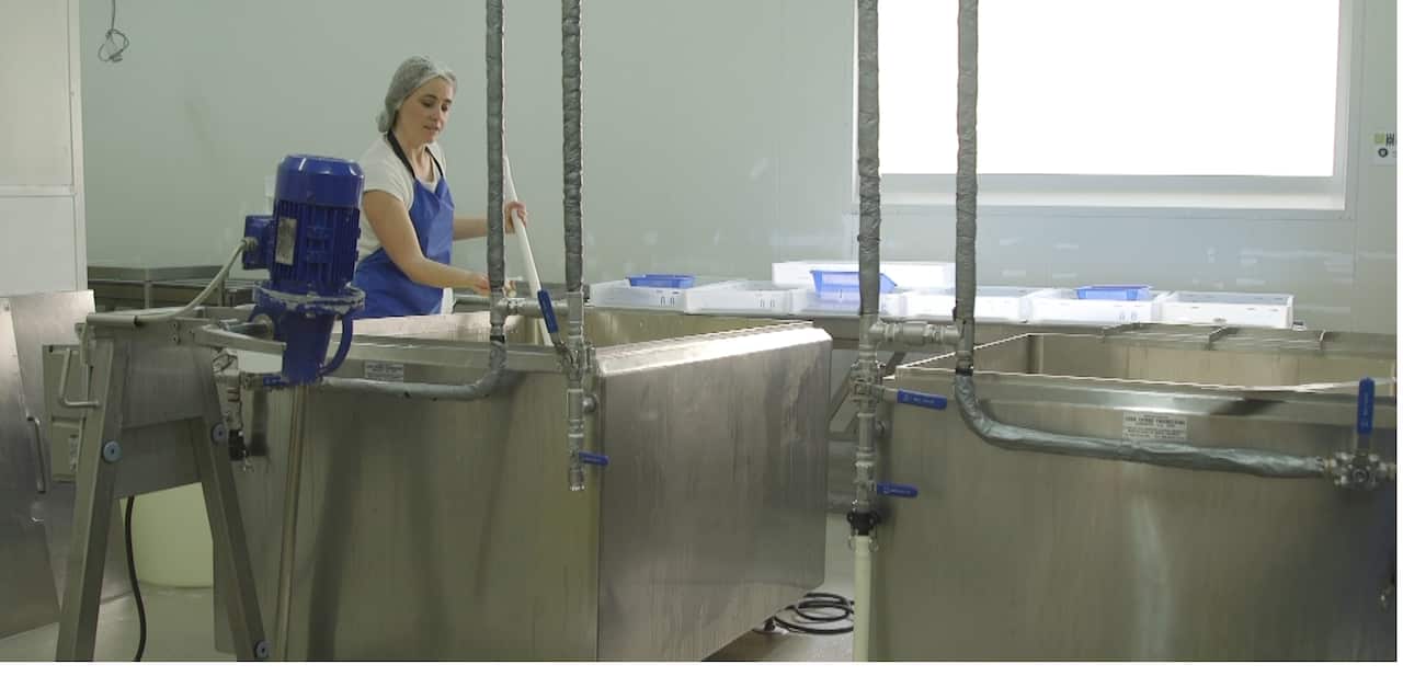 Victoria McCurg is an accidental cheese maker.